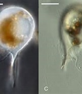 Afbeeldingsresultaten voor "challengeranium Diodon". Grootte: 162 x 129. Bron: www.researchgate.net