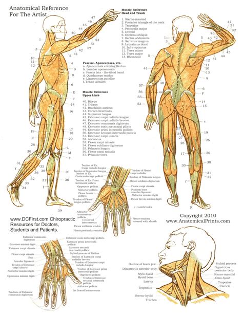 printable  anatomy study guides anatomy worksheets