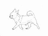 Coloring Chihuahua Pages Pinscher Line Miniature Chiwawa Drawing Dog Printable Colorings Print Sorry Pinchers Getdrawings Getcolorings Color Clipart Template Coloringhome sketch template