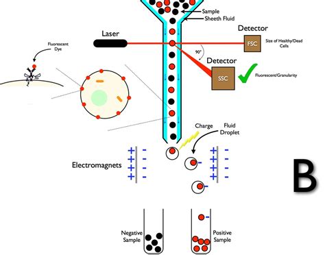 flow cytometry principle  facs work shomus biology