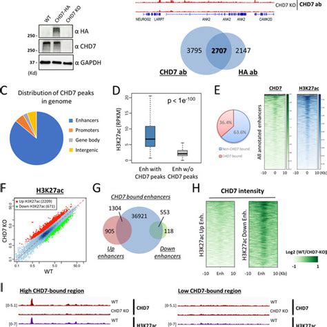 hervh derived lncrnas negatively regulate chromatin targeting  remodeling mediated  chd