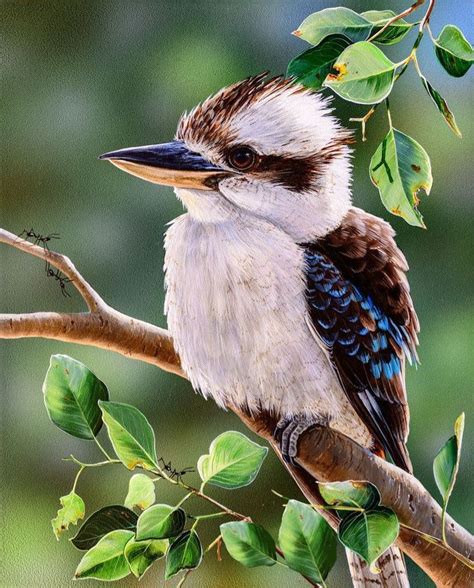 Pin By Meryem Kaya On Muhteşem Canlılar Australian Native Birds
