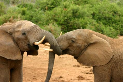 elephant breeding video search engine at