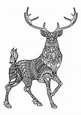 Venados Adults Deers sketch template