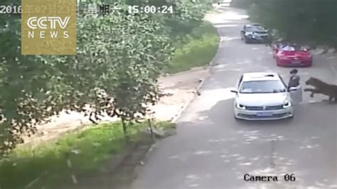 footage shows shocking tiger attack in beijing s wildlife park youtube