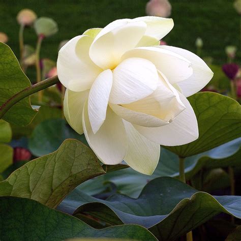 white lotus lotus white lotus flowers