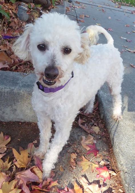 rescue dog  adoption poodle cross  years