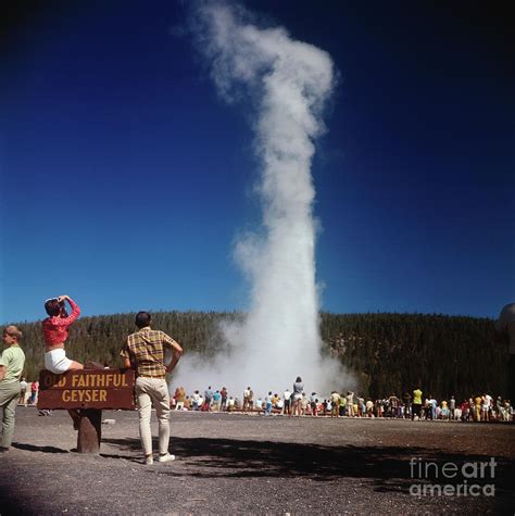 old faithful geyser erupting photograph by bettmann
