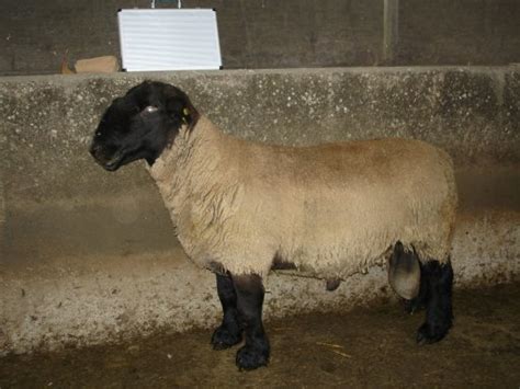 pedigree sheep ireland