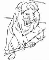 Coloring Pages Lions Lion Kids Popular sketch template