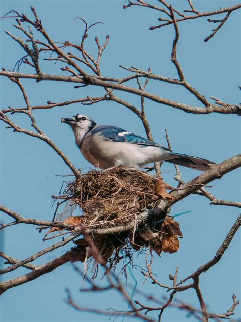 identify blue jay eggs  nest