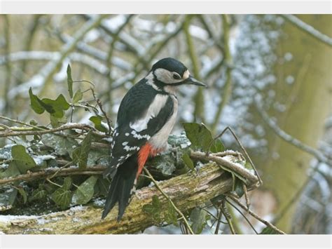 details great spotted woodpecker birdguides