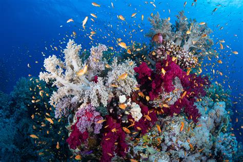 el universo bajo el microscopio  son los arrecifes de coral  como se forman