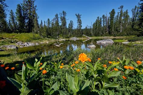 rare mountain plants  flowers grow   mountain stream  stock