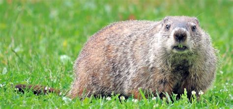 rid  groundhogs fast   dont destroy  yard