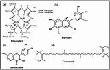 Pigments Chlorophyll Flavonoid Carotenoid sketch template