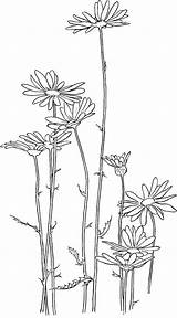 Crisantemo Colorare Disegni Bambini sketch template