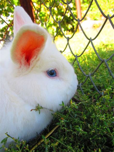 irresistibly cute bunnies   put  smile