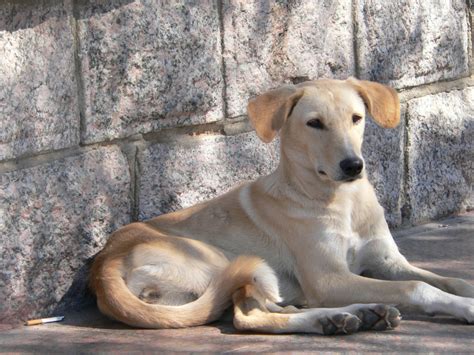 reasons   indian pariah dog    companion  seniors