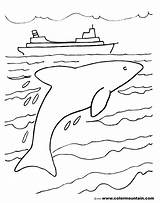 Dolphin Jumping Getdrawings Drawing sketch template