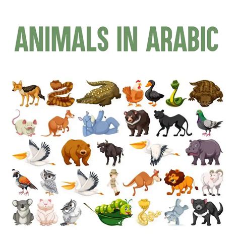 animals  arabic  english translations