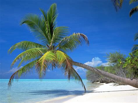 coconut palm tree pictures facts  coconut palm trees