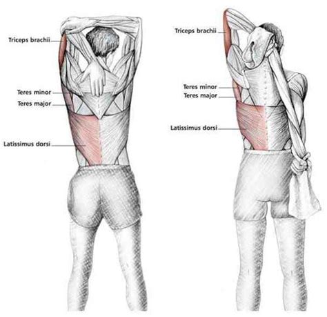 common shoulder stretching exercises shoulder