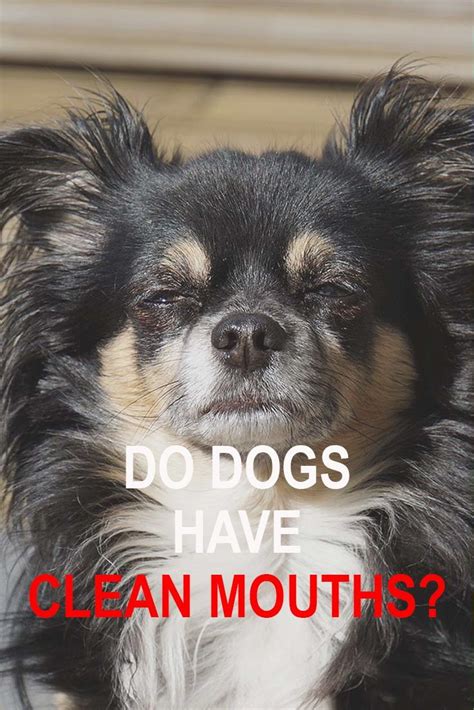 dogs  clean mouths  images dogs dog health dog care