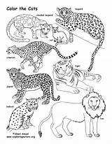 Coloring Cat Pages Big Family Printable Color Getdrawings Getcolorings sketch template