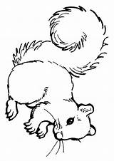 Squirrel Coloring Pages Momjunction Print Printable sketch template