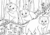 Colouring Wildlife British Pages Scene Badgers Badger Woodland sketch template