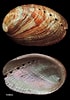 Afbeeldingsresultaten voor "haliotis Tuberculata". Grootte: 70 x 100. Bron: www.forumcoquillages.com
