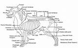 Skeleton Dog Bones Veterinary Function Basic Tendons Muscles Remarks Consists Connected Ligaments sketch template