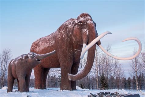 woolly mammoths  ice age prize making small fortunes   chinese
