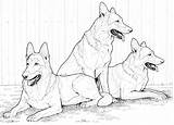 Coloring Dog Pages German Breed Printable Shepherd Shepherds Dogs Adult sketch template