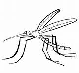 Mosquito Zanzara Dengue Colorear Zancudo Moustique Disegno Desenho Imagui Mosquit Acolore Calcar Dibuix Insectos Simba Pintado Dibuixos sketch template