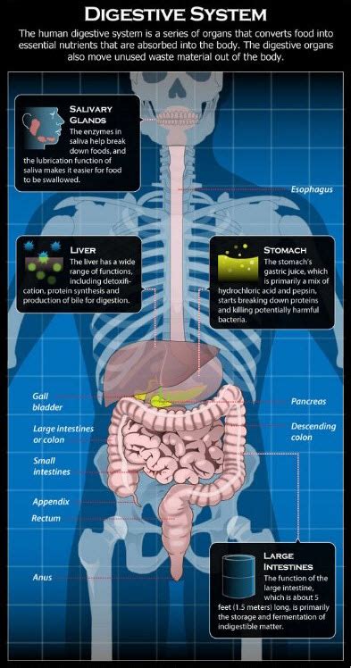Most Common Digestive System Diseases New Health Advisor