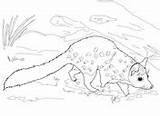 Quoll Coloring Western Pages sketch template