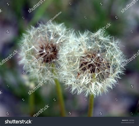 flower stock photo  shutterstock