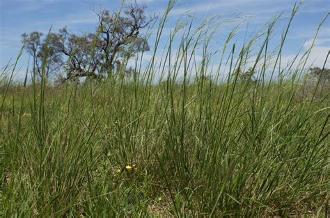 plump spear grass grasslands