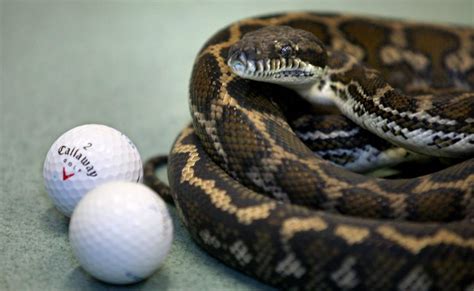 python swallows golf balls the courier mail