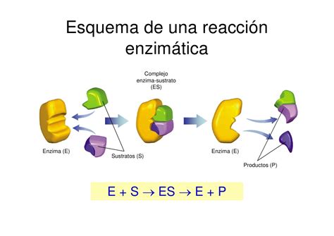 Bioquimica Enzimas