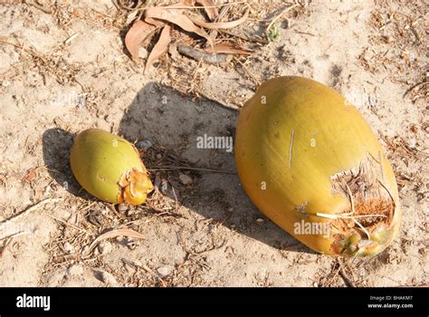 small big small natural comparison  pure coconut stock photo