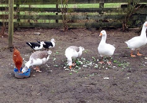 pairs  breeding shetland geese  sale  bonnybridge falkirk gumtree