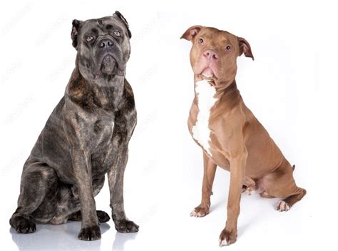 cane corso  pitbull  loving dogs showing affection