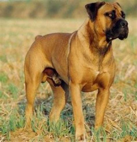 top  largest dog breeds pethelpful
