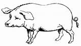 Schwein Malvorlage Bauernhoftiere sketch template