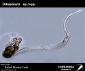 Afbeeldingsresultaten voor "oikopleura Drygalskii". Grootte: 124 x 104. Bron: www.st.nmfs.noaa.gov