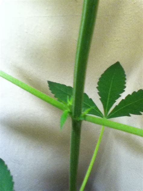 Aesliip S Grow Sexing The Cannabis Plants Weedist
