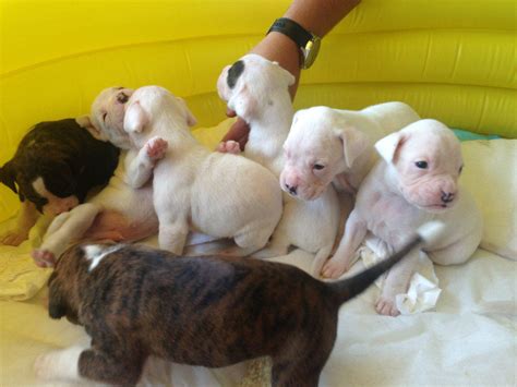 for sale white boxer puppies